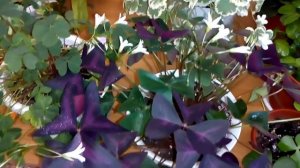 Комнатные цветы .Мои самые не прихотливые комнатные цветы.