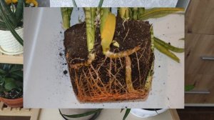 Сансевиерия Уитни высокорослая. Пересадка, разговор о корневой системе и столонах сансевиерий