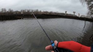 ГАММАРУС .Первое знакомство . Мормышинг