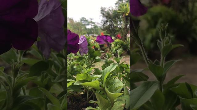 Petunia смотреть онлайн