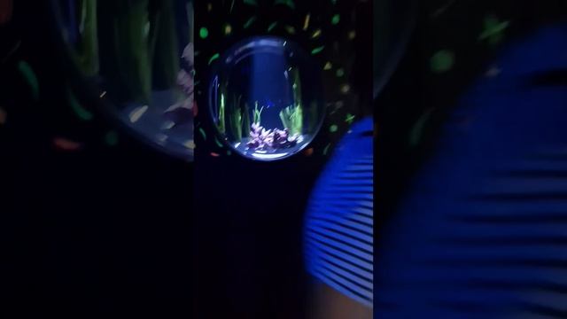 Обзор - Национальный океанариум Абу-Даби. The National Aquarium Abu Dhabi смотреть онлайн