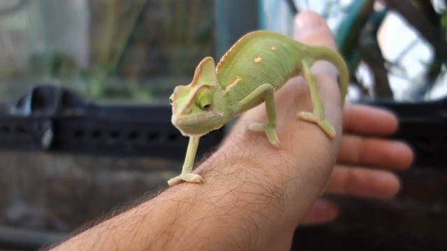 Χαμαιλέοντας Veiled Chameleon Basics και Λευκός Πύθωνας Ball python | Feeders Strs ep12 смотреть онлайн