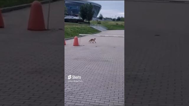 Лиса в городе. смотреть онлайн