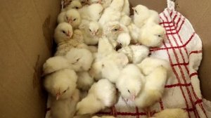 ЦЫПЛЯТА НЕ ВЫЛУПЛЯЮТЬСЯ, ЗАТЯЖНОЙ ВЫВОД, ПРИЧИНЫ И РЕШЕНИЕ! КАК ДОБИТЬСЯ УСПЕХА ПРИ ИНКУБАЦИИ ЯИЦ?