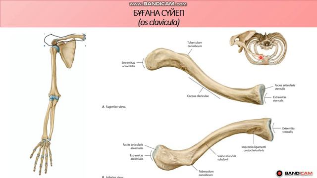Бұғана сүйегі (os clavicula) Қол сүйектері. смотреть онлайн