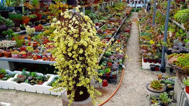 웅장함이 증명하는 세월의 흔적 다육식물 아악무( Portulacaria afra 'Variegata') смотреть онлайн