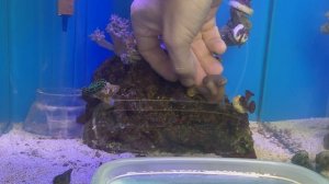 Часть 2 | Заселяю кораллы в морской аквариум для конкурса