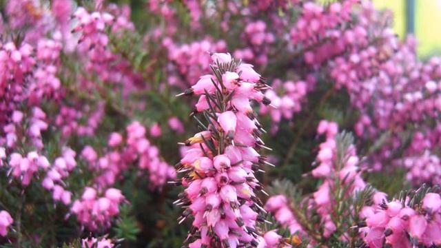 Amazing and Most Beautiful Heather Flowers | Calluna vulgaris смотреть онлайн