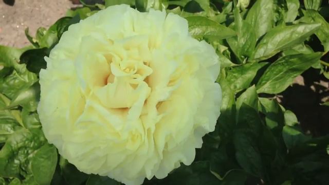 Peony Sunny Boy - www.peonyshop.com смотреть онлайн