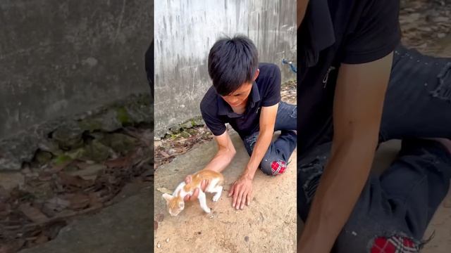save kittens #cats #catlover #catvideos #kitten#cat#shorts смотреть онлайн