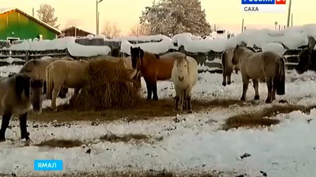ЯКУТСКИЕ ЛОШАДИ НА ЯМАЛЕ смотреть онлайн