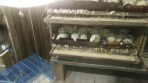 РАЗВЕДЕНИЕ ПЕРЕПЕЛОВ выгодно ли? от Вячеслава Синего