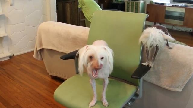 Hairless Dancing Nathan : "The Ketchup Song" смотреть онлайн