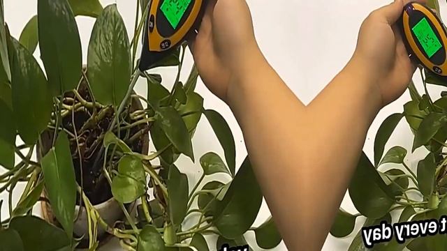 Рейтинг ТОП 5: Лучшие измерители кислотности и влажности почвы с АлиЭкспресс | Тестер PH почвы