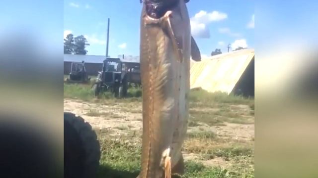 Калуга гигант бежала из Хабкрая и попалась в Амурской области смотреть онлайн