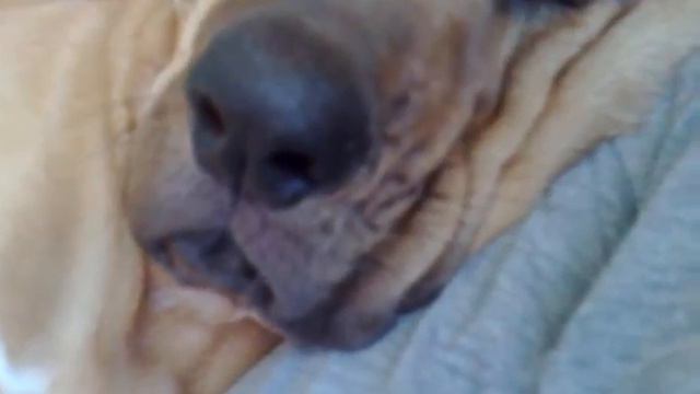 Bloodhound snoring смотреть онлайн