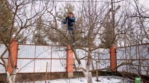 ОБРЕЗКА ВЗРОСЛОЙ ЯБЛОНИ ВЕСНОЙ. Повышение урожайности обрезка яблони весной