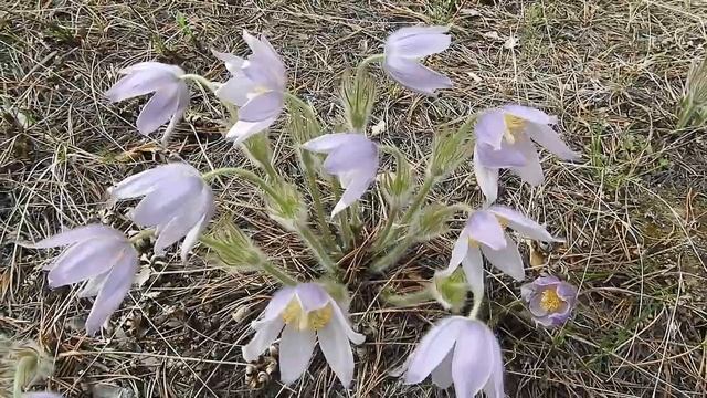 Подснежники смотреть онлайн