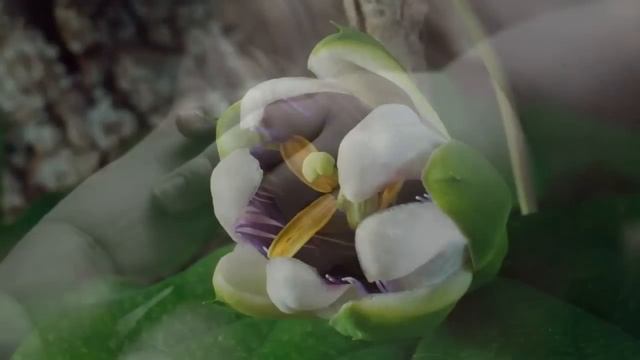 Les enfants de la Terre - Children of the Earth - Los niños de la Tierra смотреть онлайн