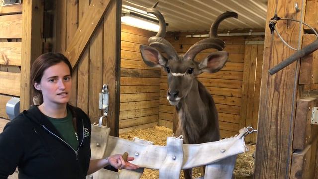 Zoo to You Episode 10: Greater Kudu смотреть онлайн