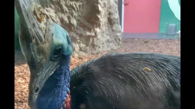 «Московский зоопарк 2021» Все животные есть, и даже пингвины?... смотреть онлайн