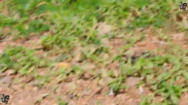 Crazy Mental Monkey Want To Kill Baby-So So Pity || Daily Monkeys Man #597 смотреть онлайн