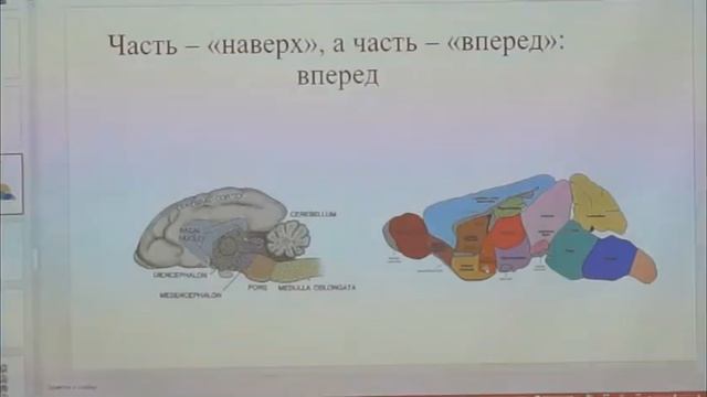Аутизм (лекция 2часть) Что такое аутизм откуда берется аутизм Кагарлицкий Олег врач кинезиотерапевт