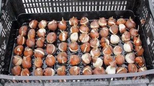 Когда Выкапывать Луковицы Тюльпанов После Цветения в Открытом Грунте Важная Уборка на Созревание