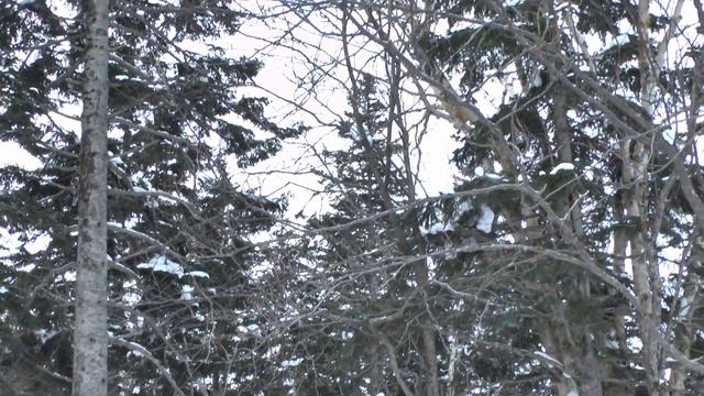 Сахалинская зима смотреть онлайн