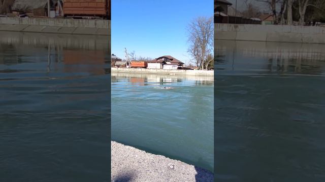 Майкоп ясно и солнечно, Кристальная река Белая.-Заплыв!!! смотреть онлайн