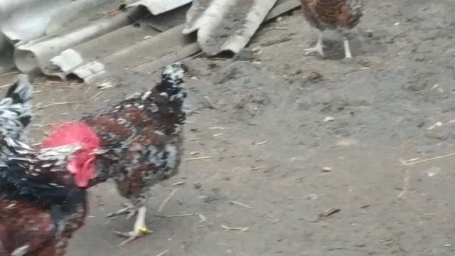 Хомуты для кольцевания кур с АлиЭкспресс. Эксперимент смотреть онлайн