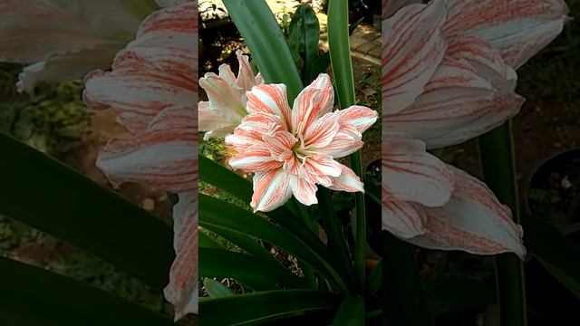 Amaryllis Dancing Queen смотреть онлайн