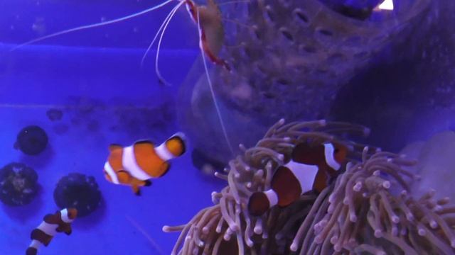 おたる水族館 Panasonic HC-X1500撮影映像 смотреть онлайн