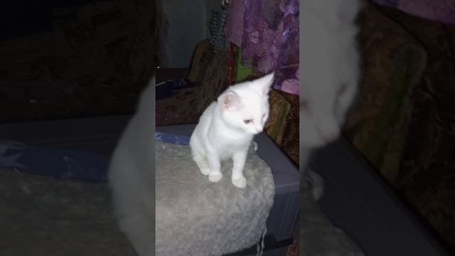 Проблемы со здоровьем у котиков?Нам Очень Нужна ваша Помощь?? ❤ смотреть онлайн