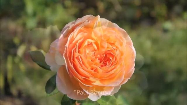 Розы в осеннем саду... 2017. смотреть онлайн