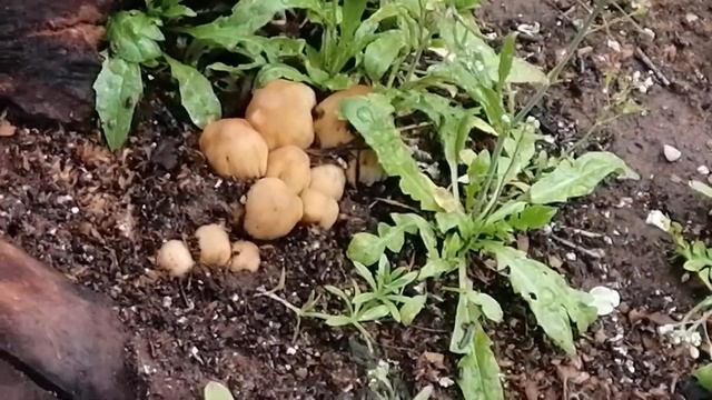 Грибы растут прямо в городе /mushrooms смотреть онлайн