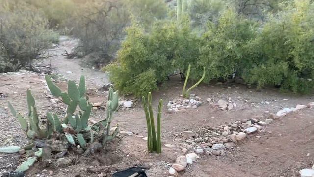 Building a Cactus Garden in my Arizona Backyard Pt. 7! смотреть онлайн