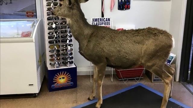 Олениха посетила магазин, а затем устроила продавцу сюрприз, только взгляните на это смотреть онлайн