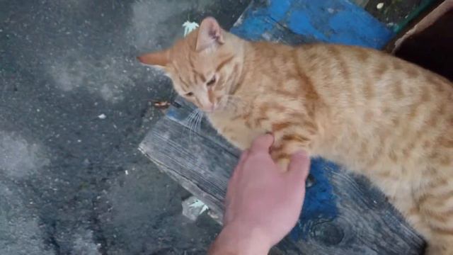 Рыжее пузо хочет сделать мне кусь! ;-) смотреть онлайн