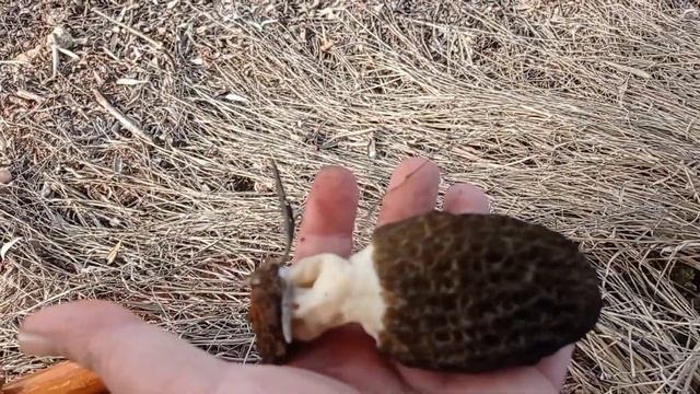 Morchella elata смотреть онлайн