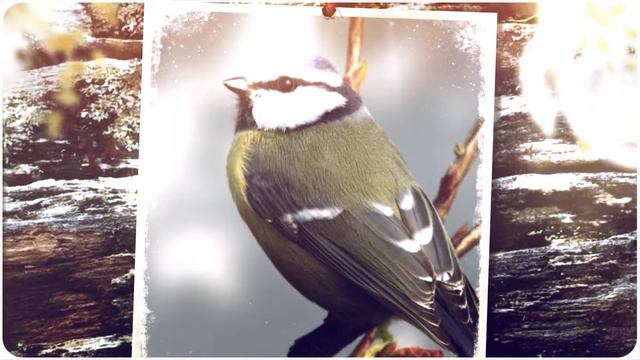 Слайд шоу. Заказать недорого в kwork смотреть онлайн