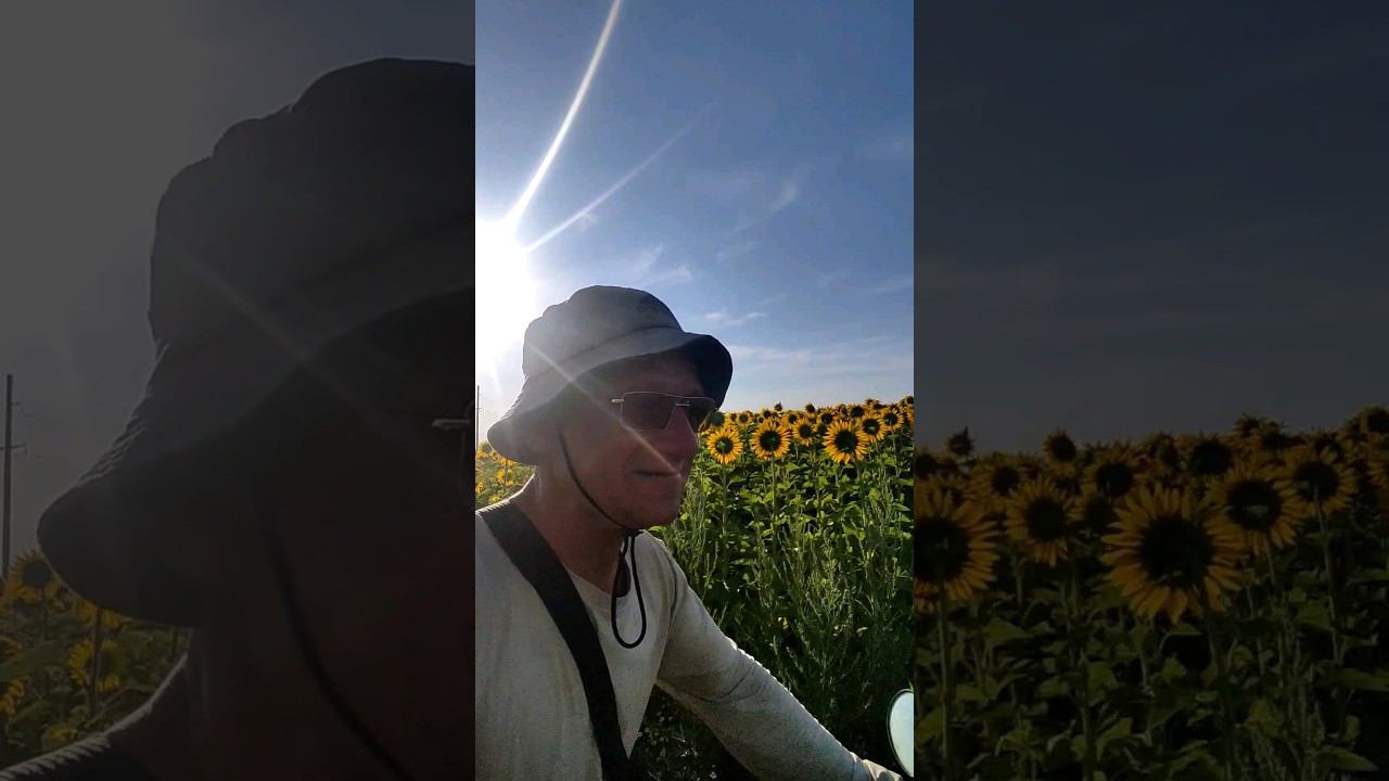 поле с подсолнухами смотреть онлайн