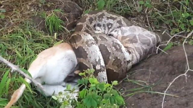 python snake kill and slow Deer ? смотреть онлайн