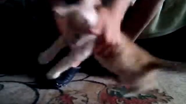 Кароль летучих миш бетмен мой котік