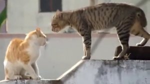 Два кота орут друг на друга!