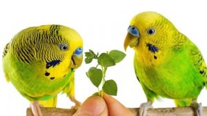 Часть: 2 // Размножение волнистых попугаев в домашних условиях // уход самца