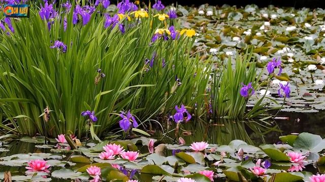 Растения для пруда. Обустраиваем дачный водоем. смотреть онлайн