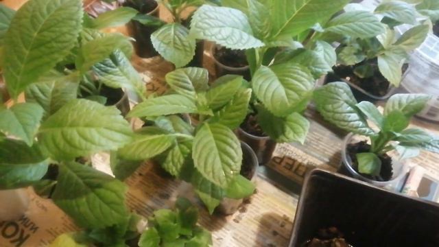 Пересаживаю черенки крупнолистной гортензии. Укореняю "Сбежавшую невесту". смотреть онлайн