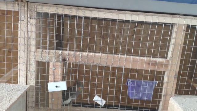 Появились первые птенцы у корелл. смотреть онлайн