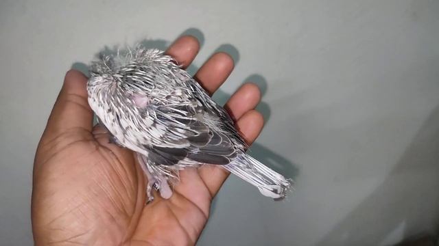 Perl Baby Growing Update Check Out the Markings #Cockatiel #Perl смотреть онлайн